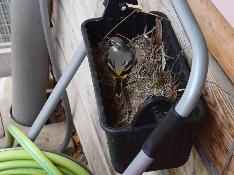 La nature vient à nous !